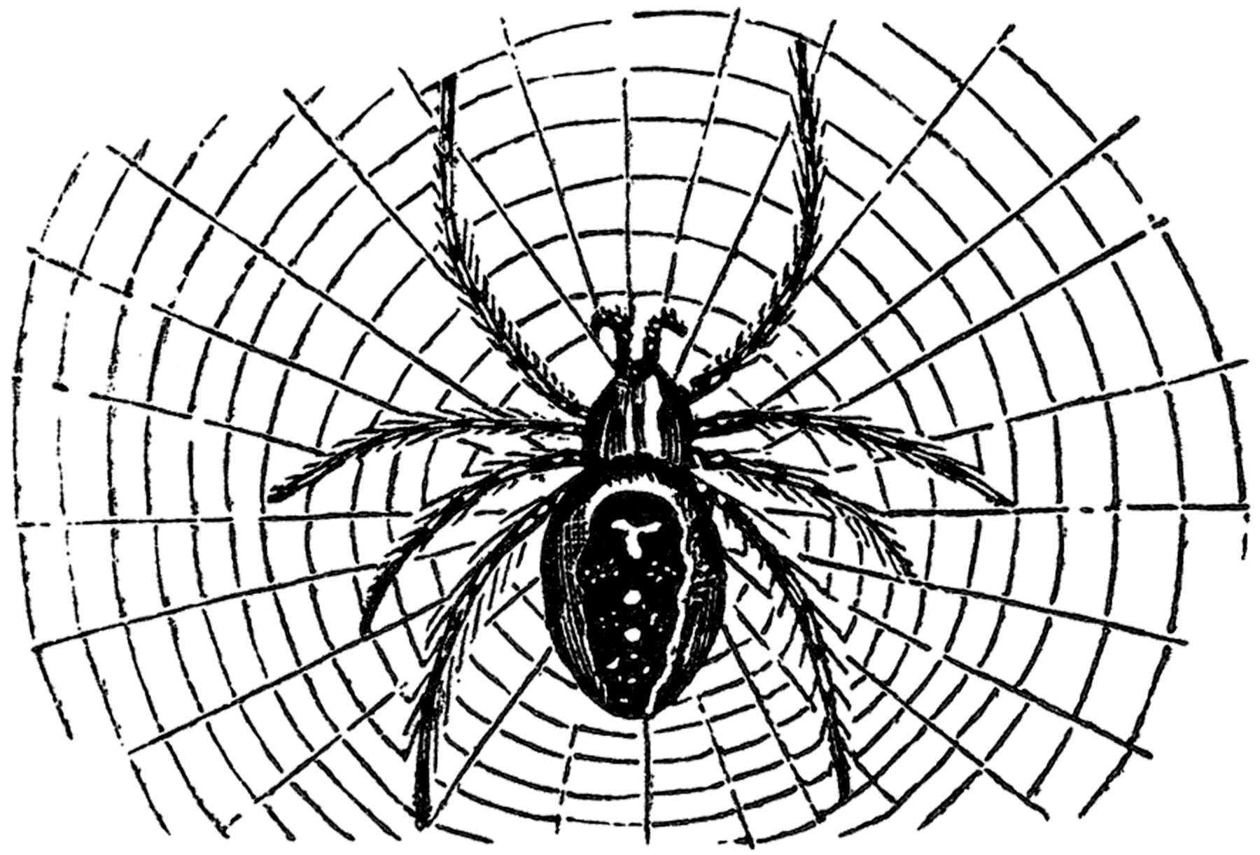 Vintage Halloween Spider Image - The Graphics Fairy