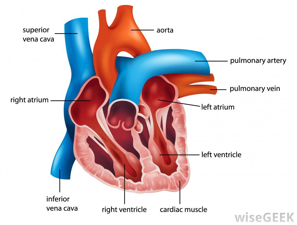 Hd Overview Human Heart Clipart | Tissue | Pantry Stuff Pictures