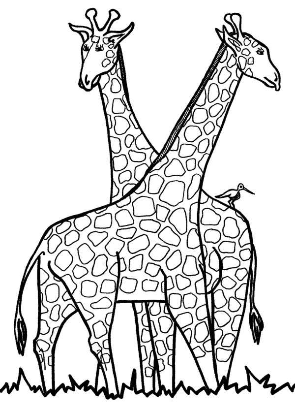 Giraffe Animal Coloring Pages for Children | Animal Vista