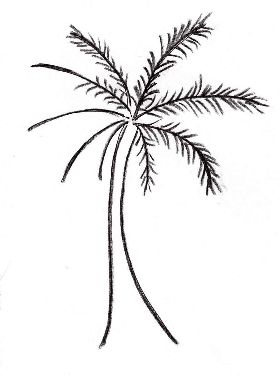 Palm Tree Drawing