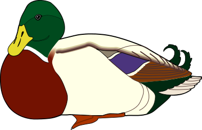 Mallard Duck Sitting Clip Art Download