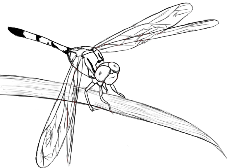 Inn Trending » Dragonfly Drawing