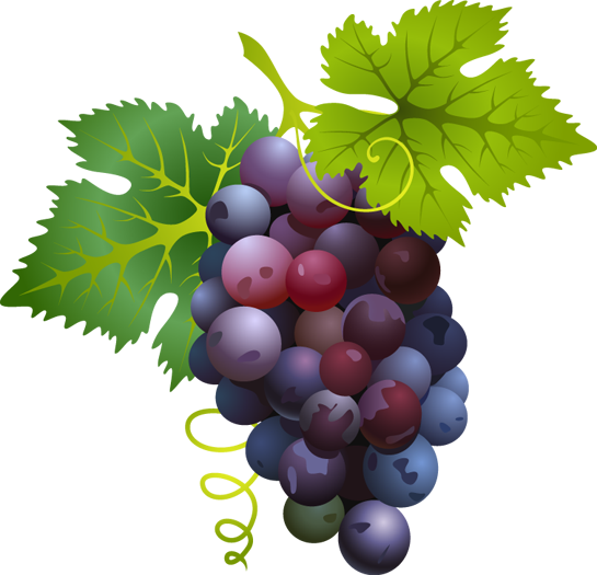 Pix For > Red Grapes Clipart