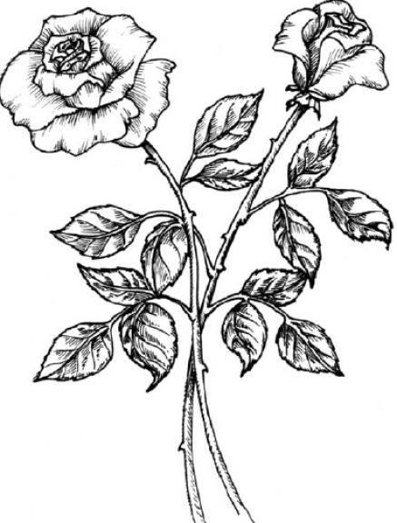 Black And White Rose Drawing - Cliparts.co
