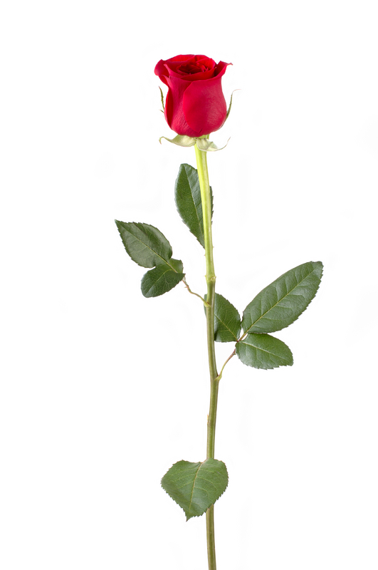 long stem rose pic - get domain pictures - getdomainvids.com