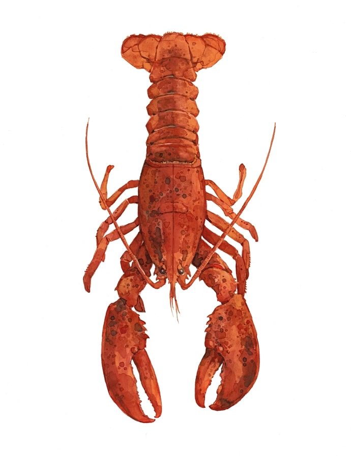 Custom Lobster Watercolor Print by david scheirer watercolors ...