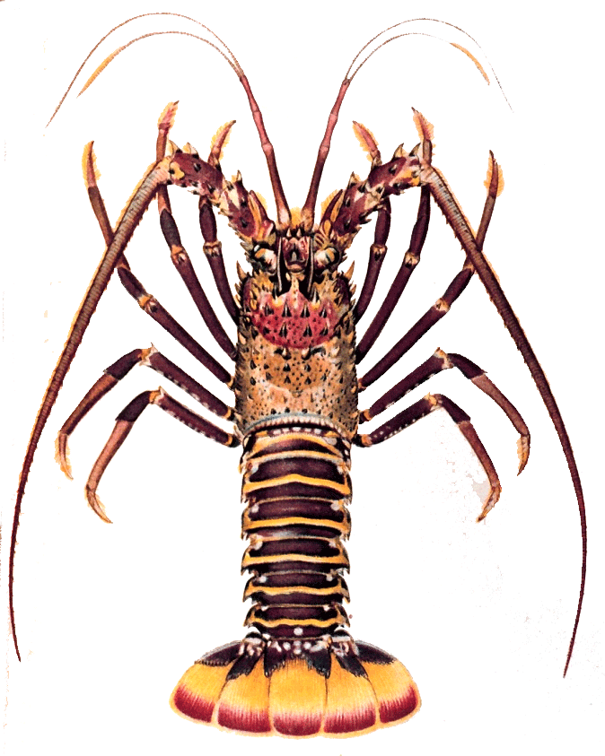 Lobster / Barnacle