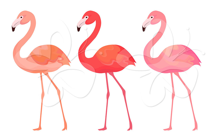 Flamingo Clipart Set - Creative Clipart Collection