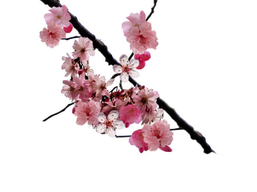 deviantART: More Like Cherry blossom branch png by DoloresMinette