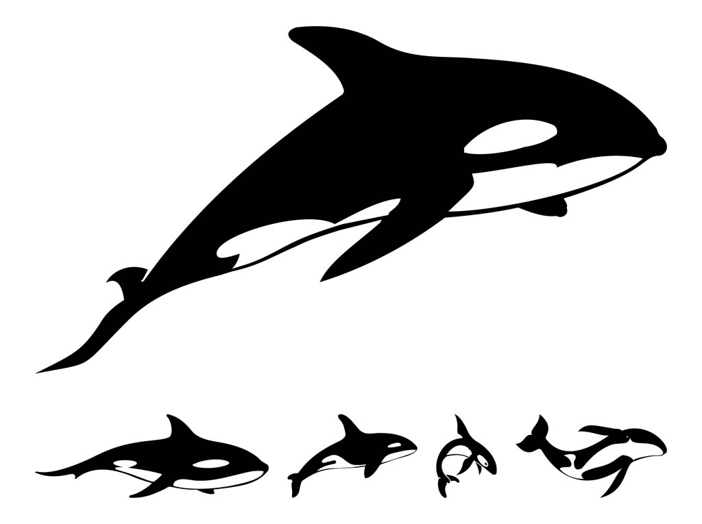 Free Orca whale Vectors