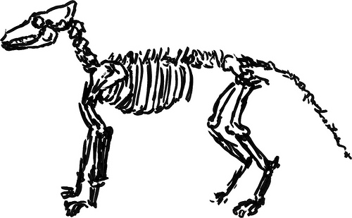 Drawing a dog skeleton | So much to do, so little time