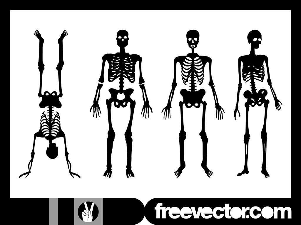 Free Skeleton Vectors