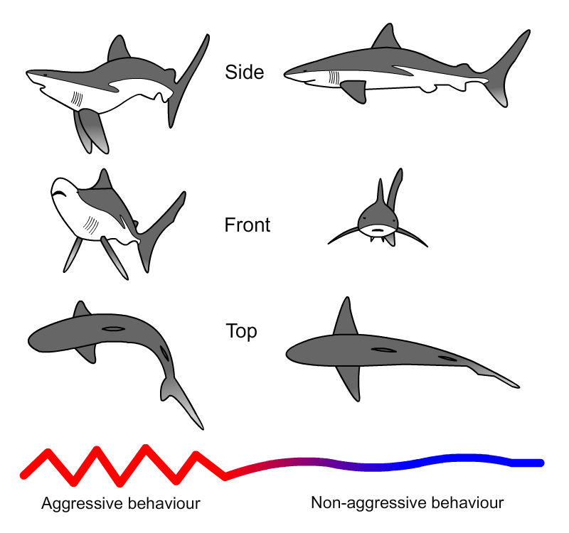 Grey reef shark - Wikipedia, the free encyclopedia