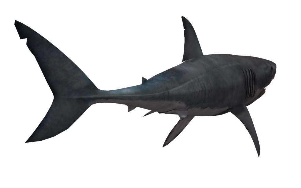 Great White Shark 03 by wolverine041269 on deviantART