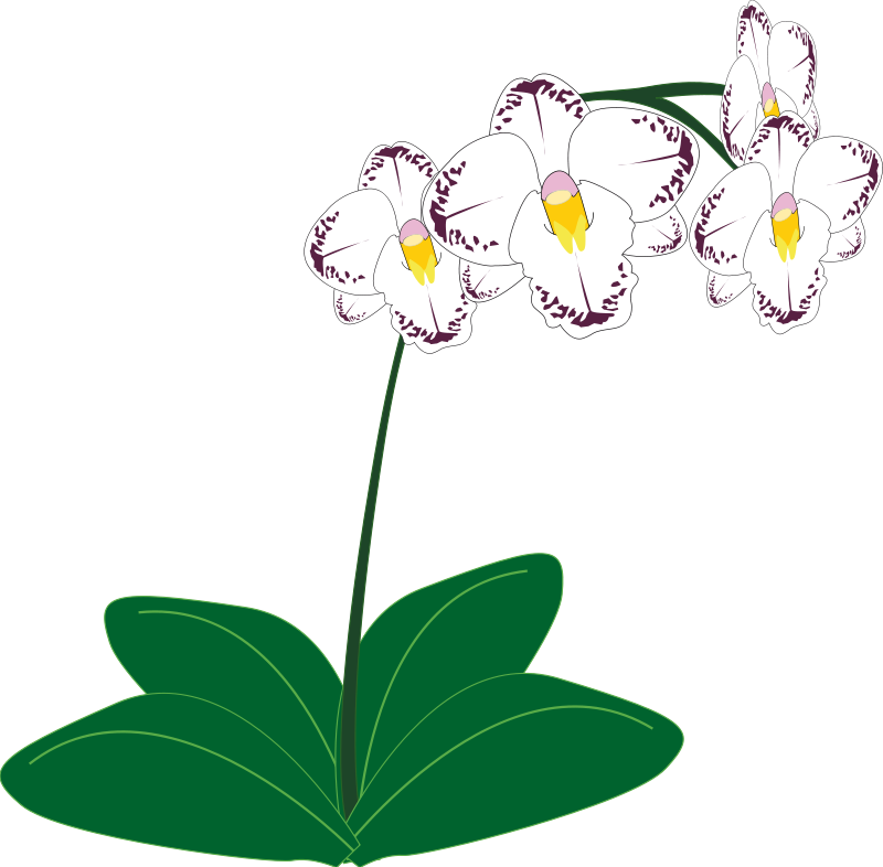 Free to Use & Public Domain Orchid Flower Clip Art