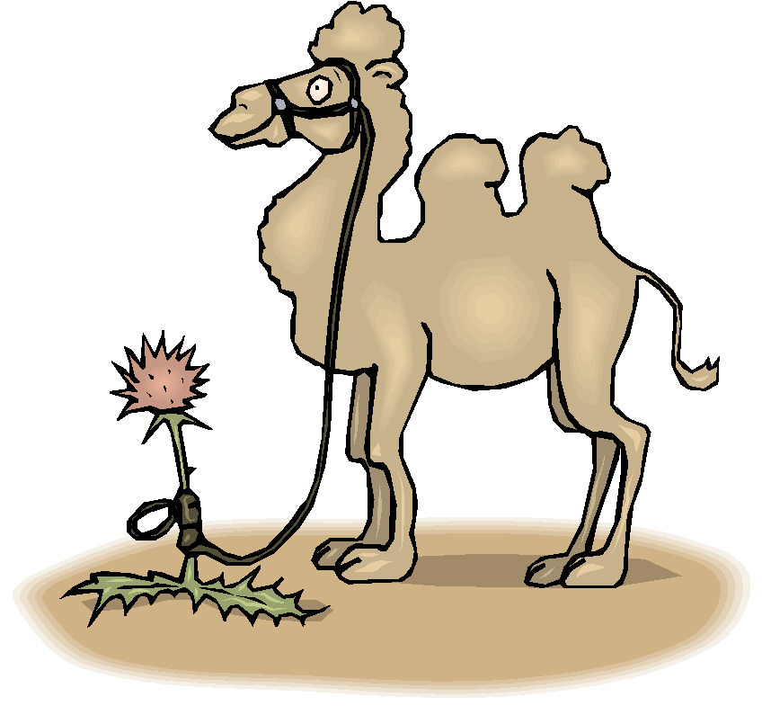 Camel Graphics and Animated Gifs