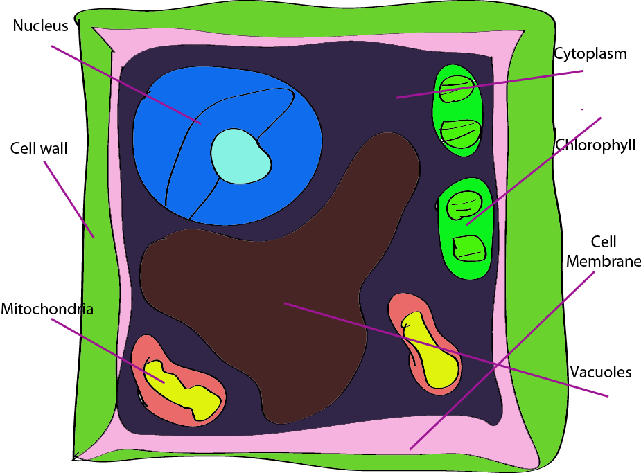 Unlabeled Plant Cell