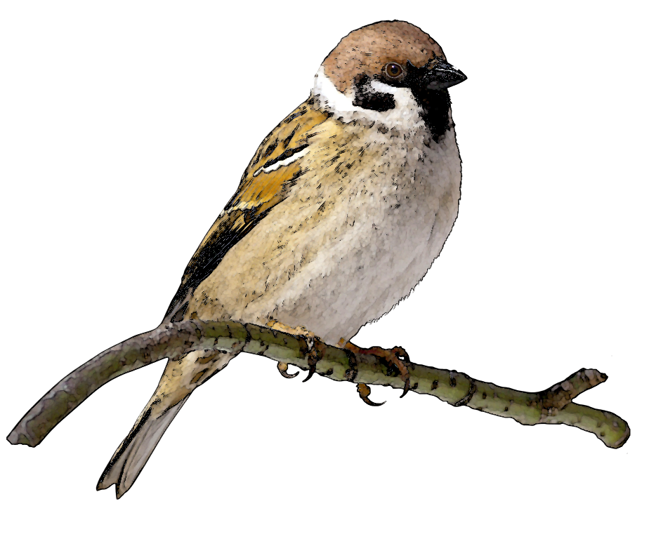 tree-sparrow.png