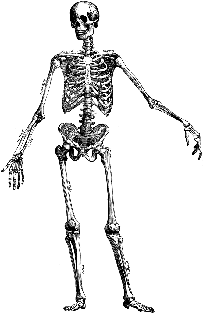 Skeleton Clip Art Halloween