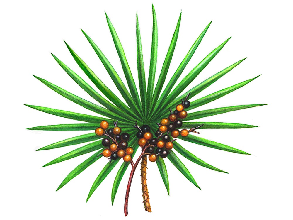 Erectile Dysfunction Herbal Remedies: Saw Palmetto extract