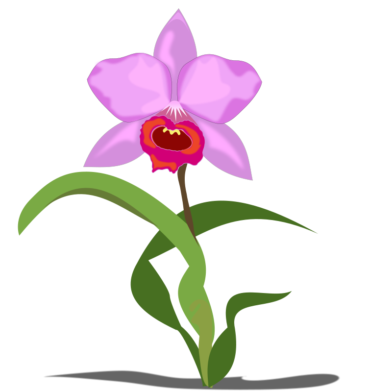 Free Cattleya Flower Clip Art