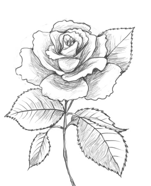 2013 Valentine Card, E-Cards 2013: Rose and Heart Drawing ...