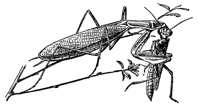 Insects Drawings - ClipArt Best