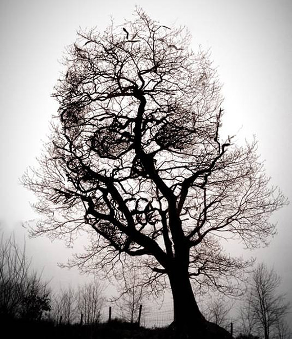 Creepy Tree — Crafthubs