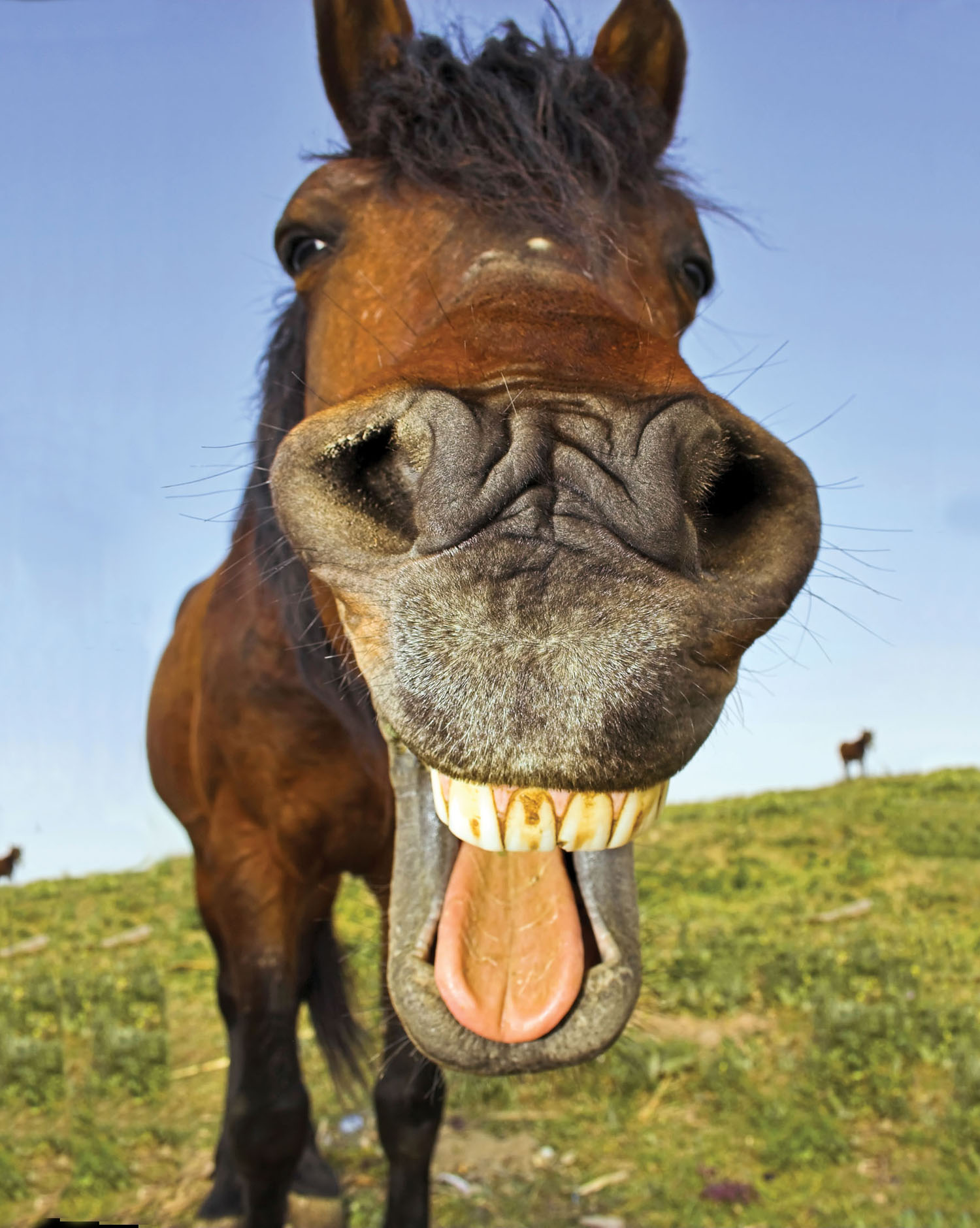 Horse Herpes: Don't Worry, It's for Horses | The Corvallis Advocate