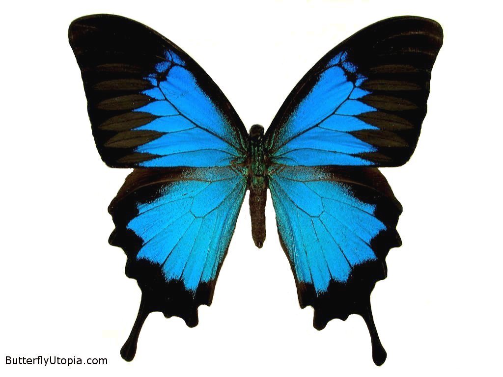 Butterfly JattDiSite.com