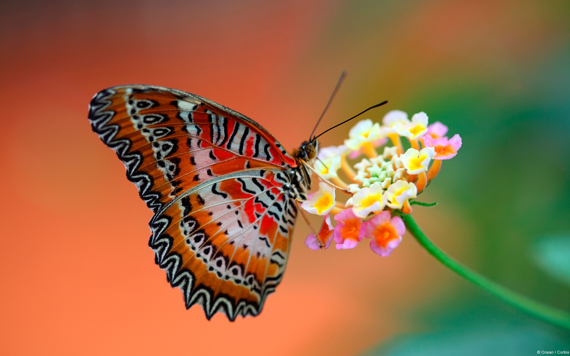 Wallpapers Tagged With BUTTERFLY | BUTTERFLY HD Wallpapers | Page 1