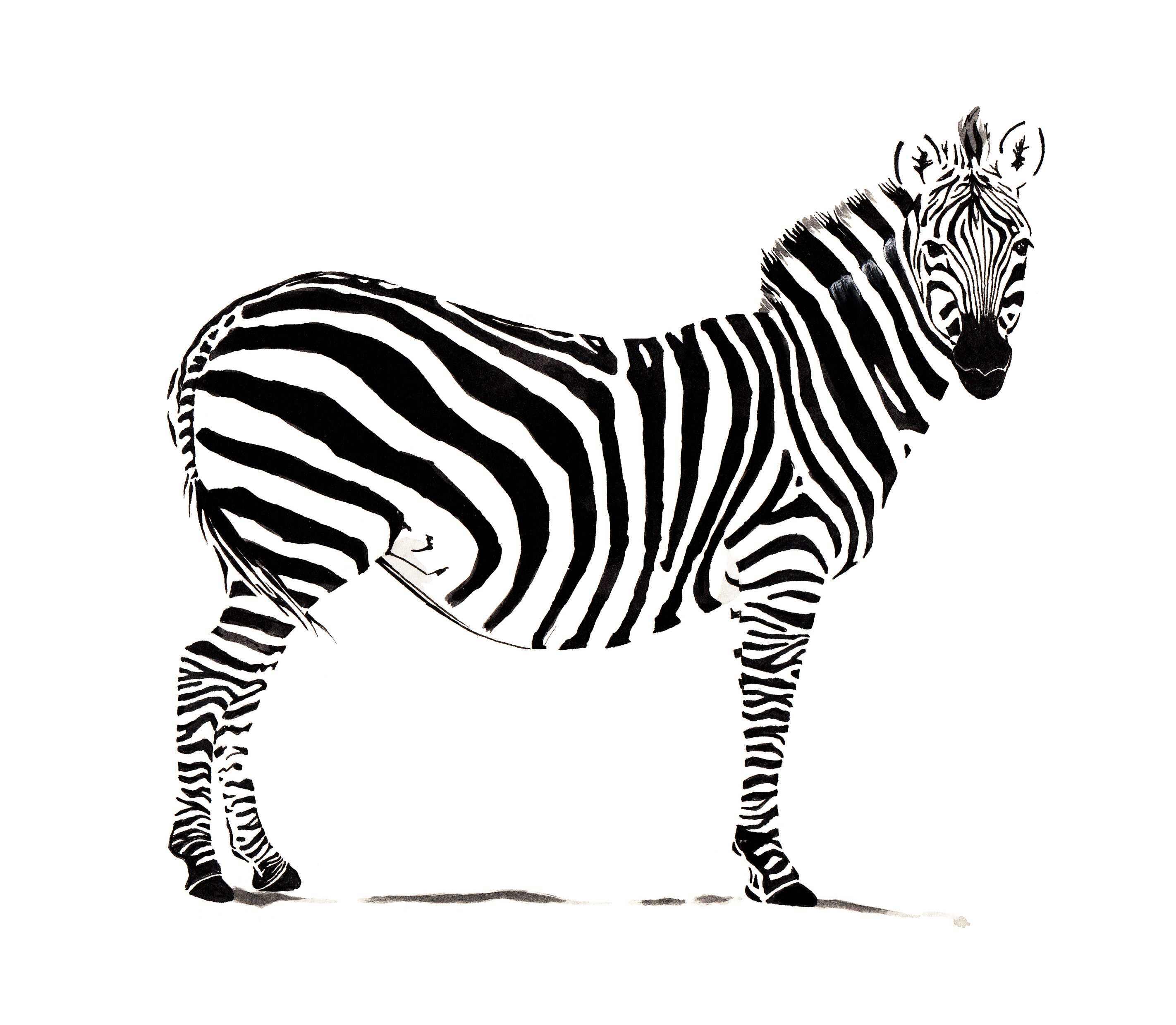 a zebra drawing