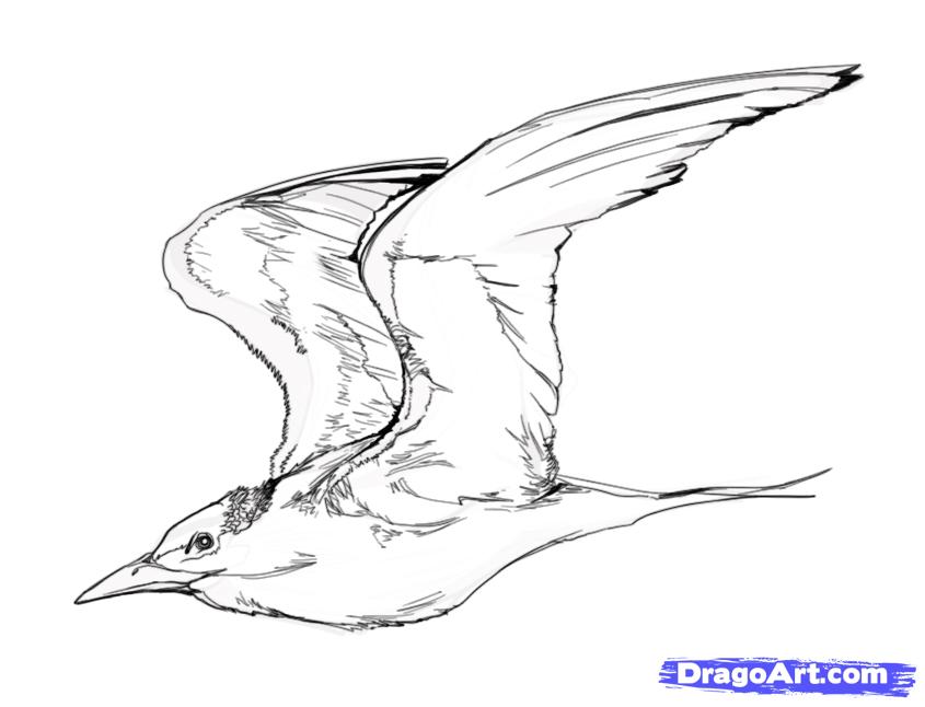 How to Draw Flying Birds, Step by Step, Birds, Animals, FREE ...