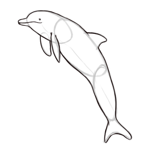 How to Draw a Bottlenose Dolphin: 5 Steps (with Pictures)