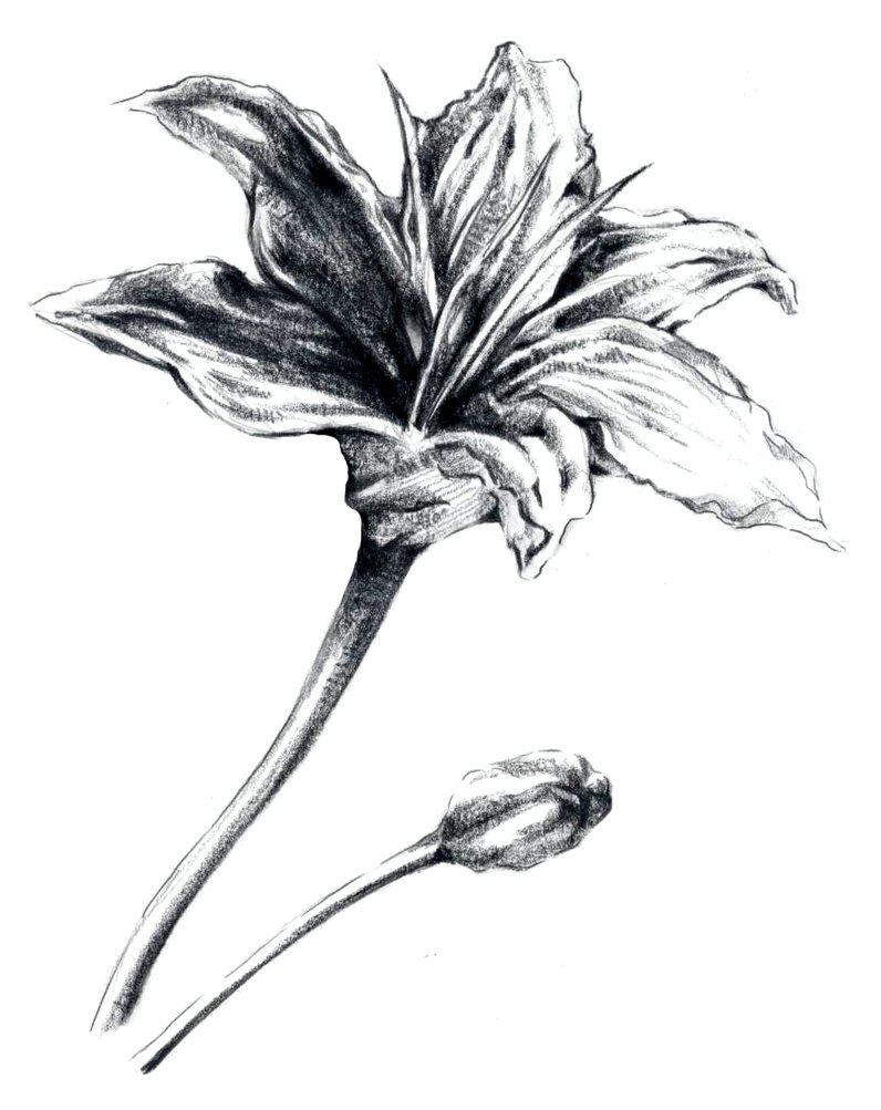 Rough Sketch - Flower by ehri on DeviantArt