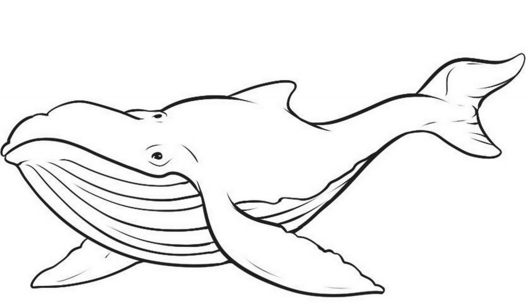 Beluga Whale Drawing - AZ Coloring Pages