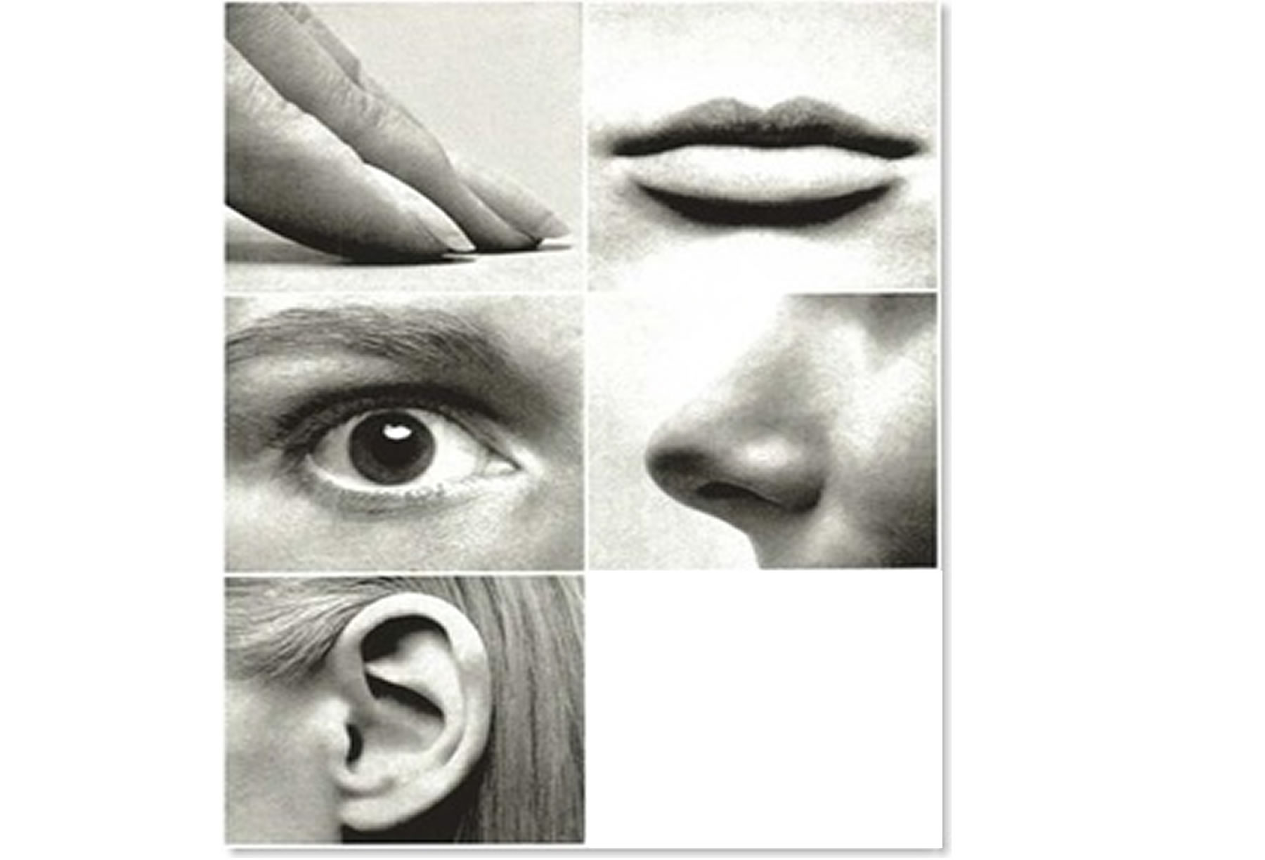 All 5 senses are involved in hearing; sound vibrates the entire ...