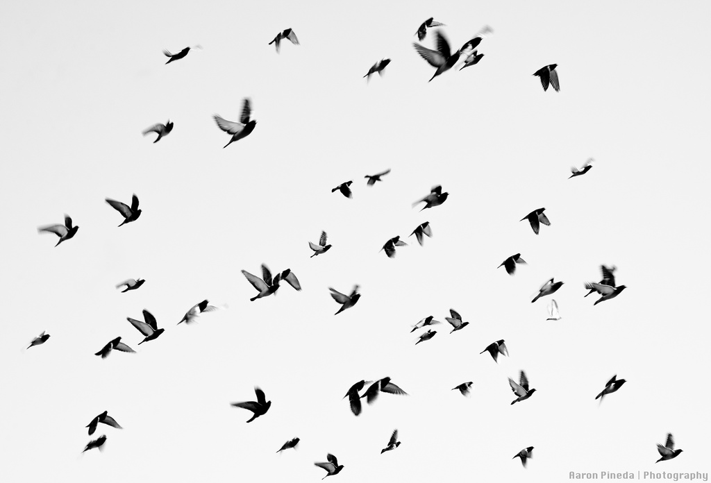 birds flying | Flickr - Photo Sharing!