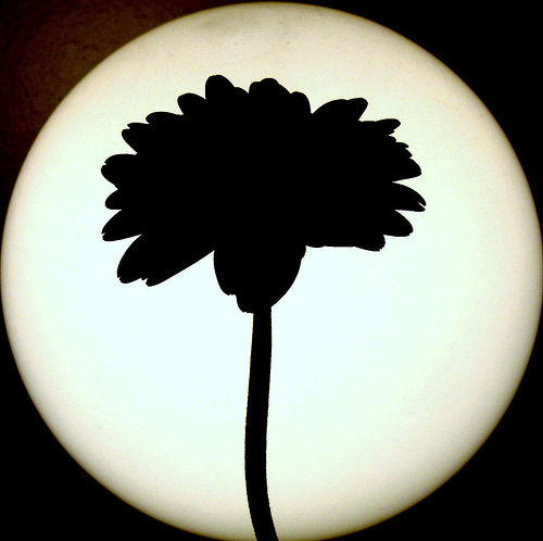 Silhouette Flower - ClipArt Best