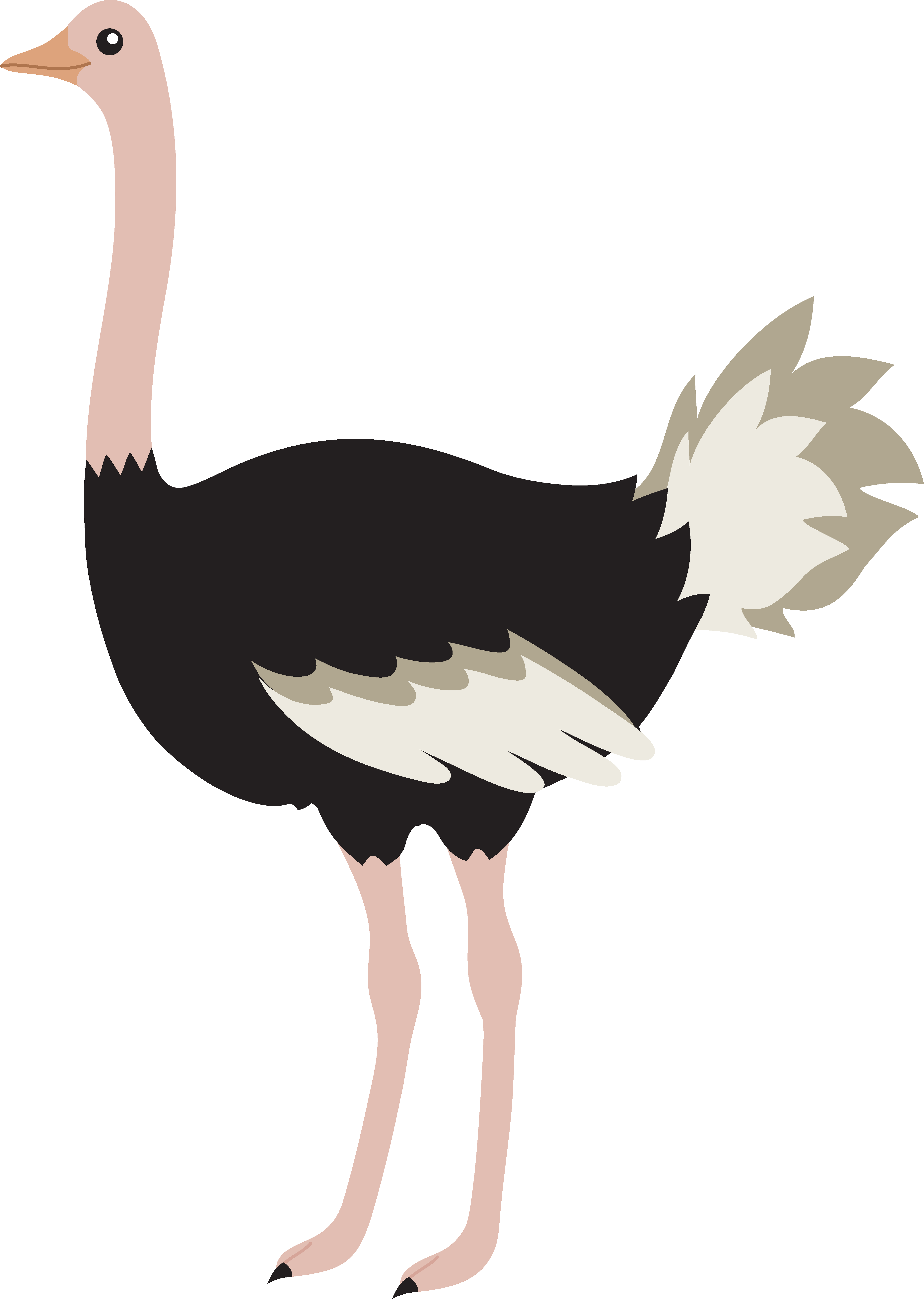 Cute Cartoon Ostrich Images & Pictures - Becuo