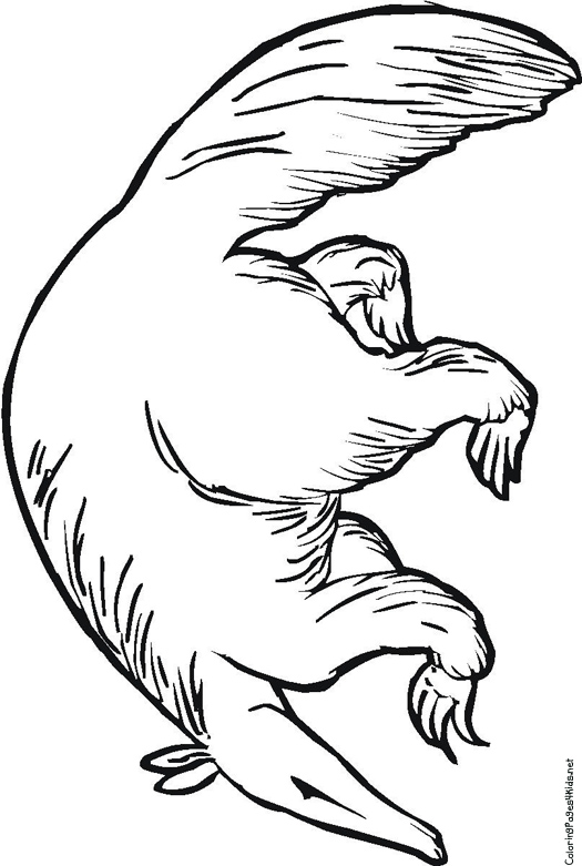 Anteater Coloring Pages | Coloring Pages For Kids