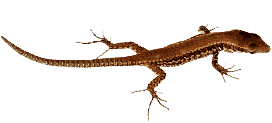 clipart pictures of lizards - photo #41