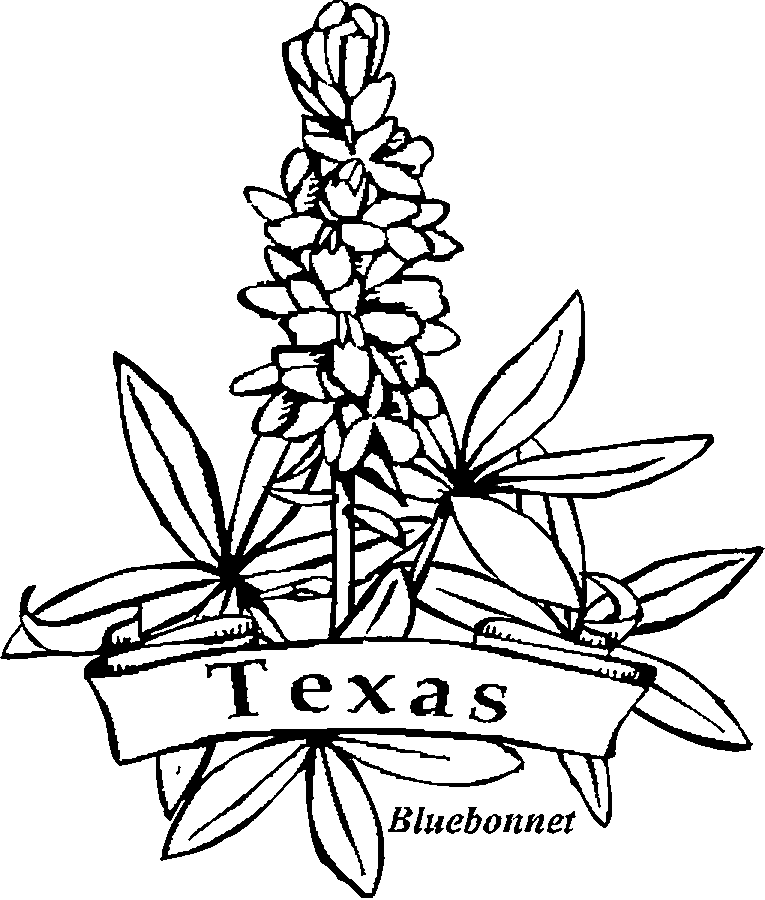 texas state flower coloring printable | State flowers quilt | Pintere…