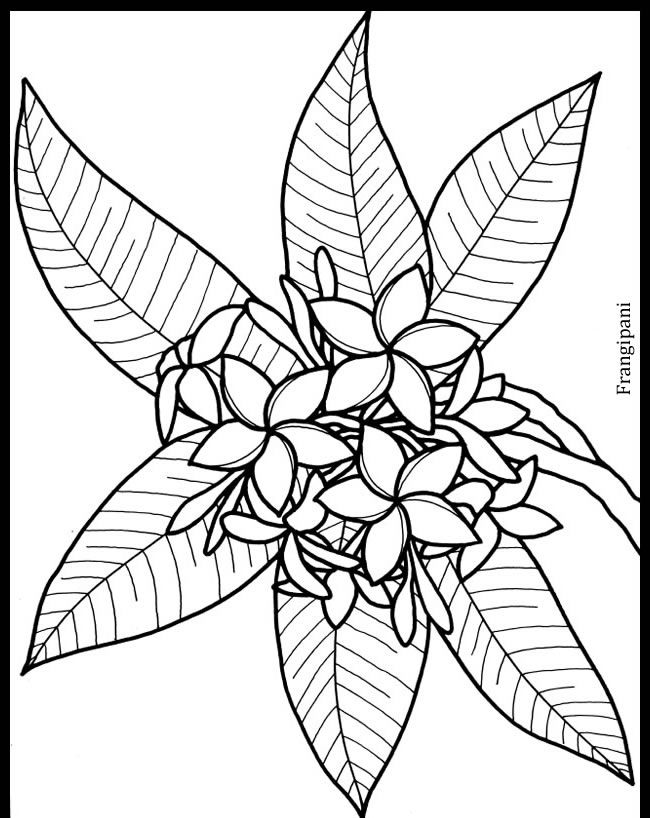 Welcome to Dover Publications | @@ PARA COLOREAR @@ | Pinterest