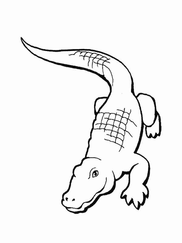 RainForest Reptiles Coloring Pages Picture 5 – Printable ...