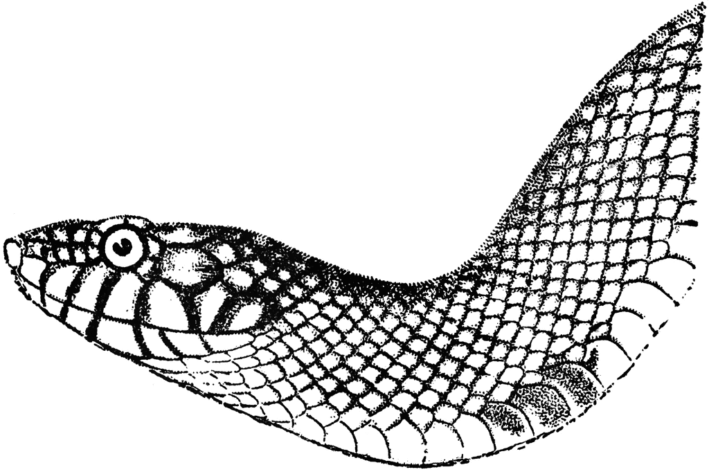Free Rattlesnake Clipart