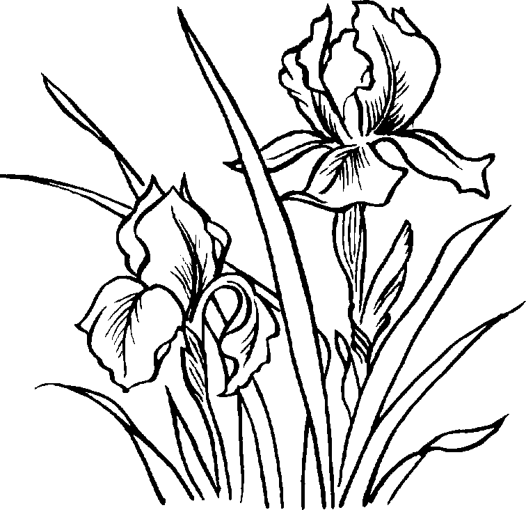 free black and white clip art plants - photo #18
