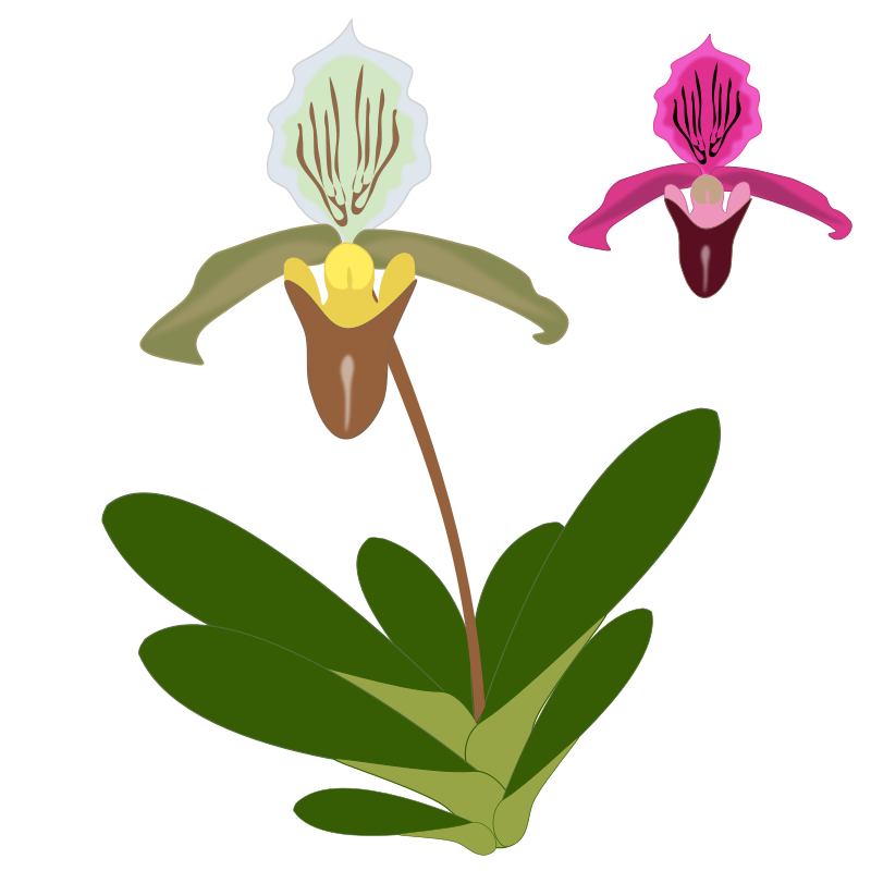 orchid flower clip art free - photo #30