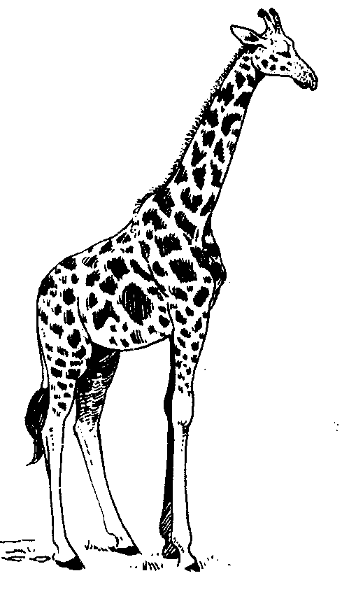 Giraffe Designs - ClipArt Best