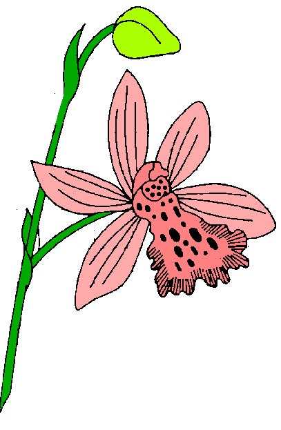 orchid flower clip art free - photo #47